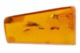 Detailed Fossil Caddisfly (Trichopterae) In Baltic Amber #58056-1